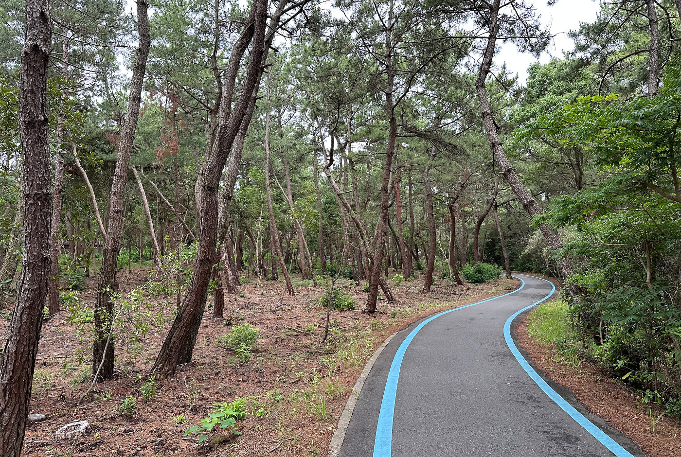 Slingrig cykelväg med två blåa linjer på varje sida går genom en tät skog.