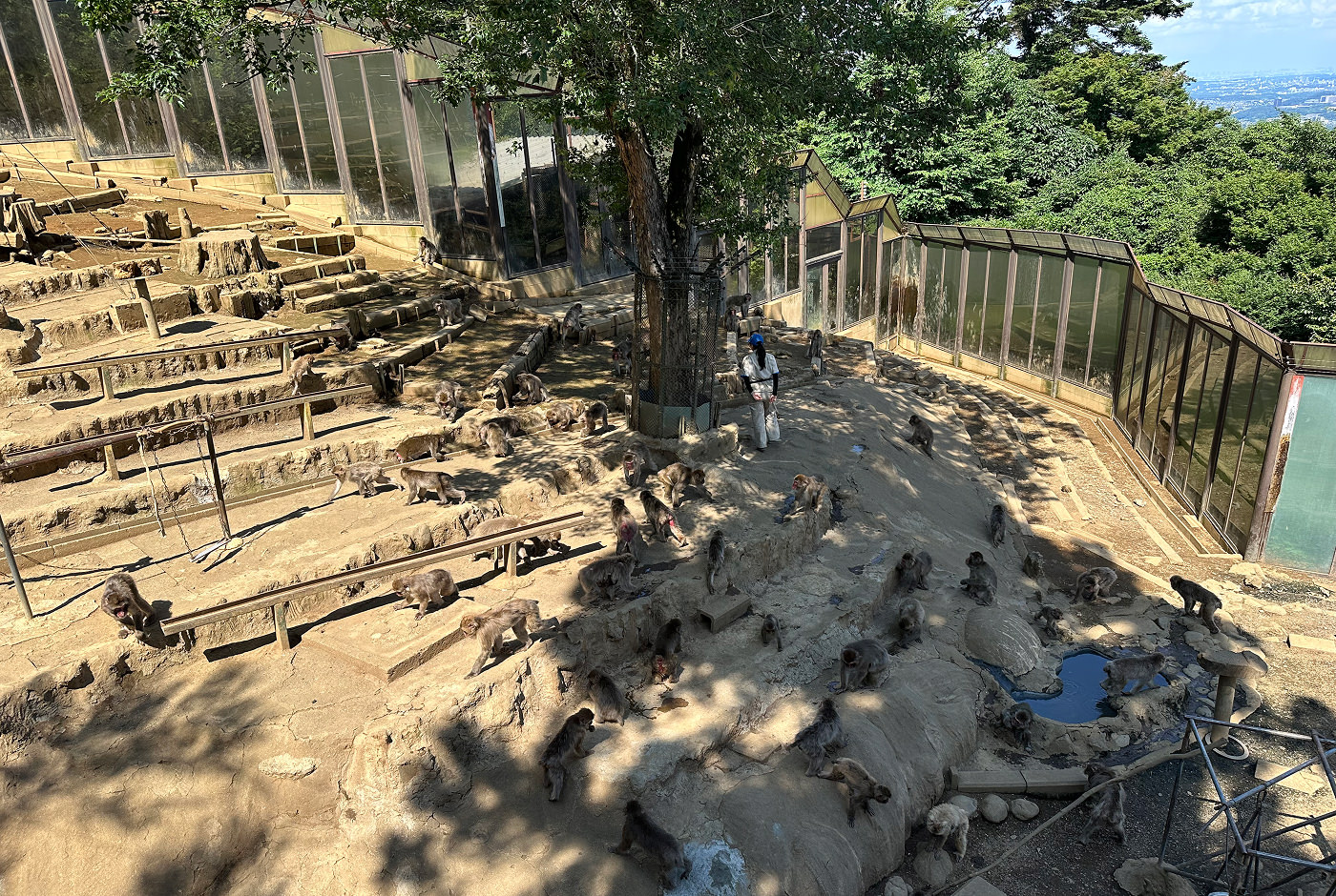 Stor öppen park för apor inuti ett lummigt skogsområdet på ett berg. Över 30 apor går runt på den ljusa marken.