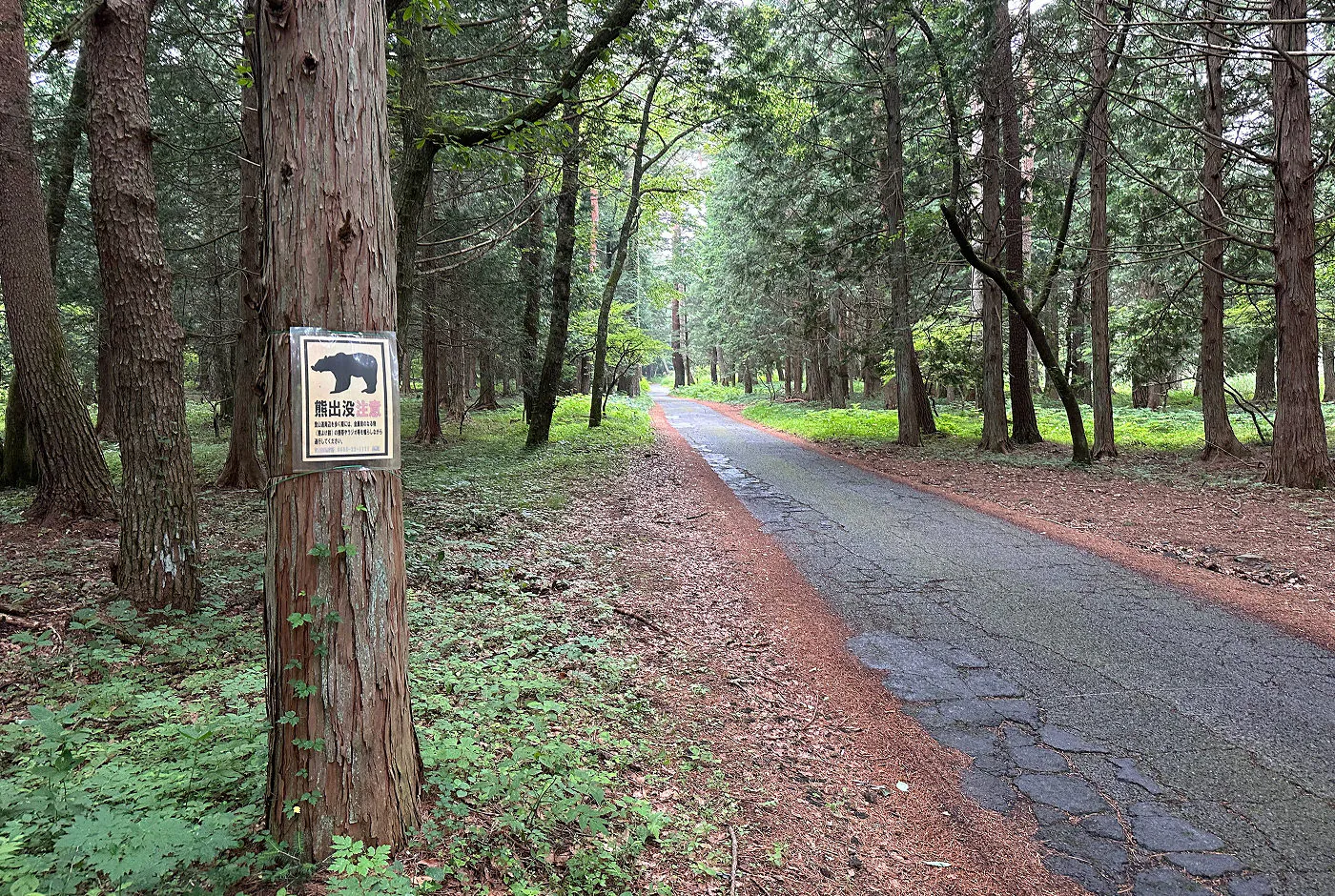 Smal asfalterad väg genom en gles barrskog. På ett träd i förgrunden finns en gul skylt som varnar om björnar.